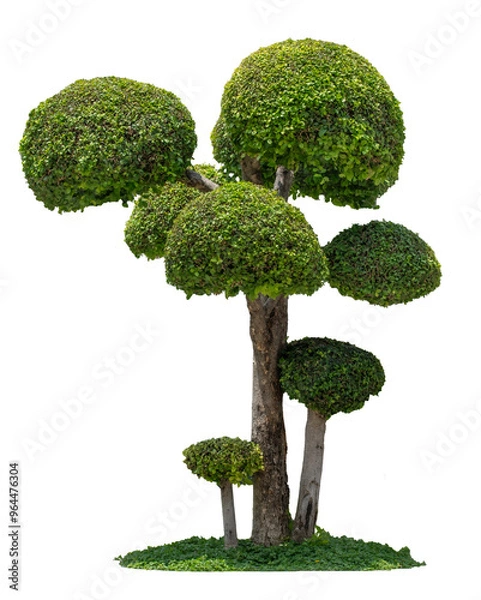 Fototapeta This is a tree with multiple green, round leaves.