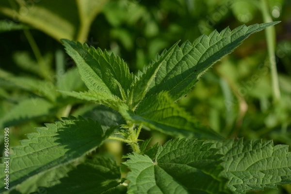 Fototapeta Green nettle leaves in the sun. Close up. Green background. Foliage background. Urtica dioica, often known as common nettle, stinging nettle