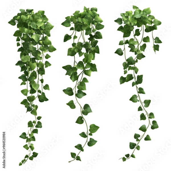 Obraz Trailing green ivy vines with lush leaves designed for decor and landscaping in various hanging arrangements