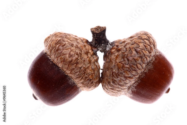 Obraz Acorn