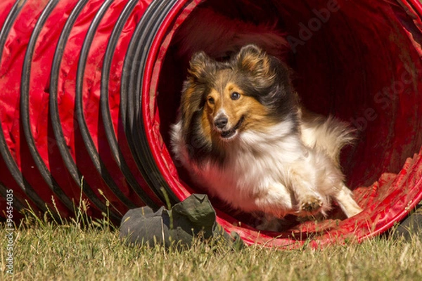 Obraz Agility - Sheltie im Tunnel