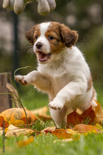 Obraz Kooikerhondje - Welpe