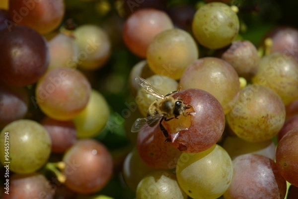 Fototapeta A wasp eats grapes on a vine. Bunches of sweet ripe grapes.