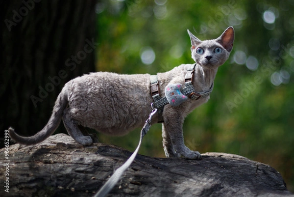 Fototapeta Cat Devon Rex