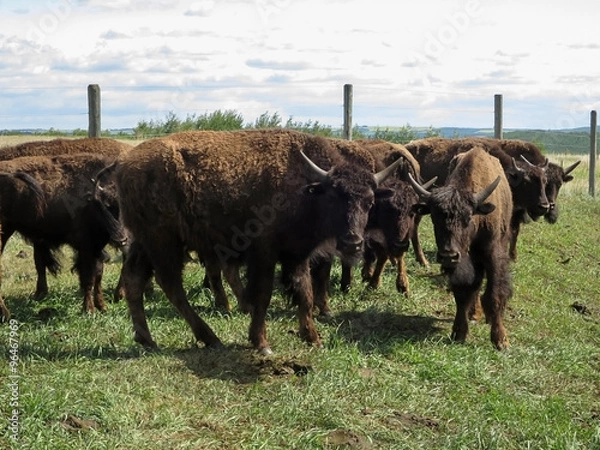 Fototapeta American Bison