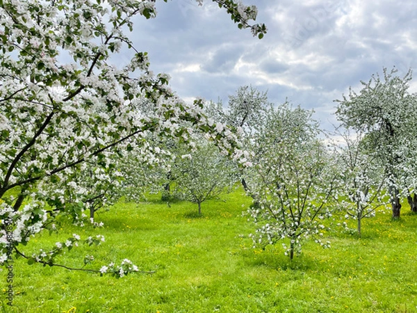 Fototapeta a field of blooming apple trees against a cloudy sky.