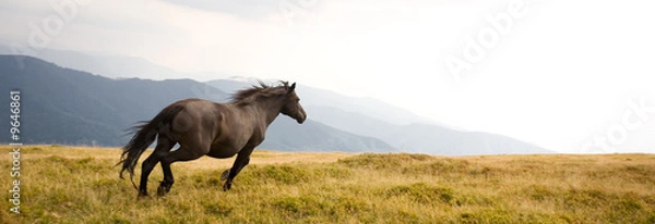 Obraz Black stallion