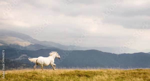 Obraz White horse