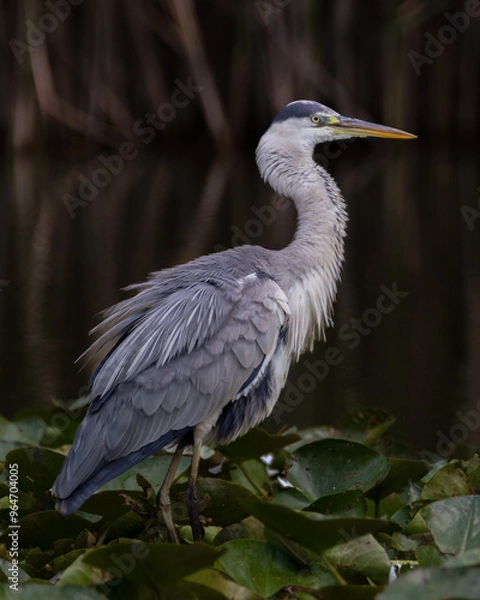 Obraz Airone cenerino