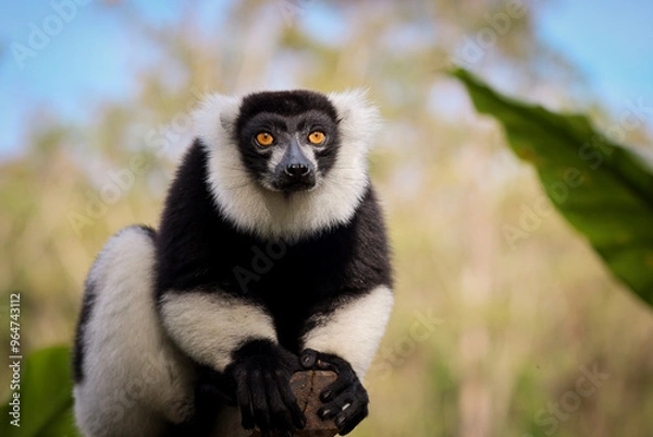 Fototapeta Indri lemur resting on a branch in Madagascar's lush forests during daylight hours