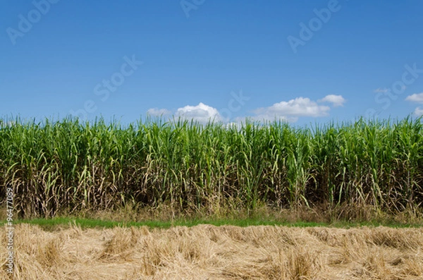 Obraz sugarcane plants grow in field