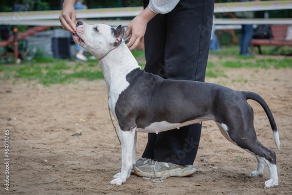Fototapeta Handler puts The American Staffordshire Terrier in the correct stance at a dog show. Cute pet follows commands during training.