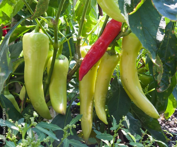 Obraz Banana Pepper Plant