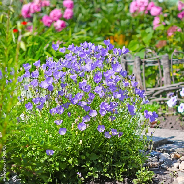 Fototapeta Декоративное садовое растение Колокольчик карпатский ( Campanula carpatica). Цветущий куст на дачном участке