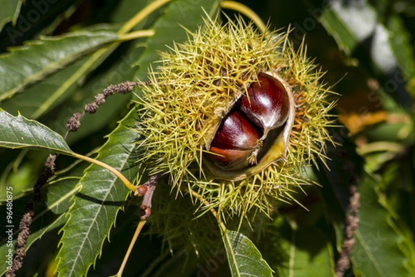 Obraz Erizo de Castaño