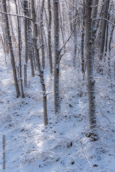 Obraz Fresh snow in aspen tree grove 2
