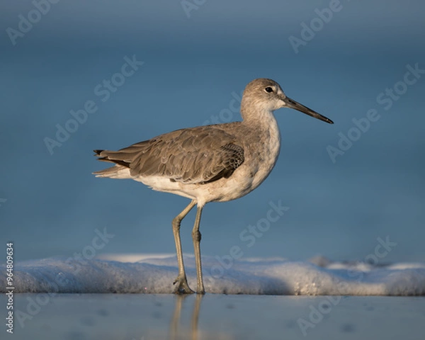 Fototapeta Eastern Willet