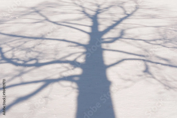 Obraz Winter Tree Shadow 2