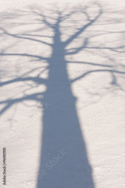Obraz Winter Tree Shadow 3