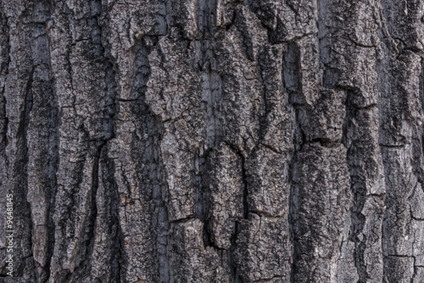 Obraz Cottonwood Poplar Tree Bark 1