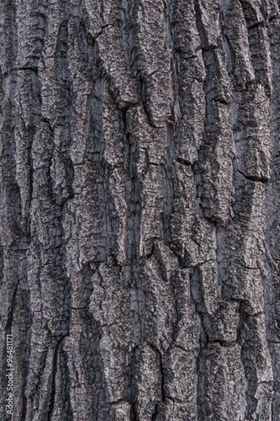 Obraz Cottonwood Poplar Tree Bark 2