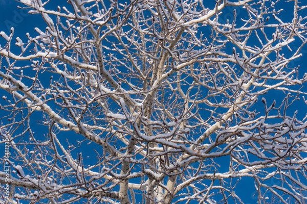 Obraz Snow covered winter aspen tree