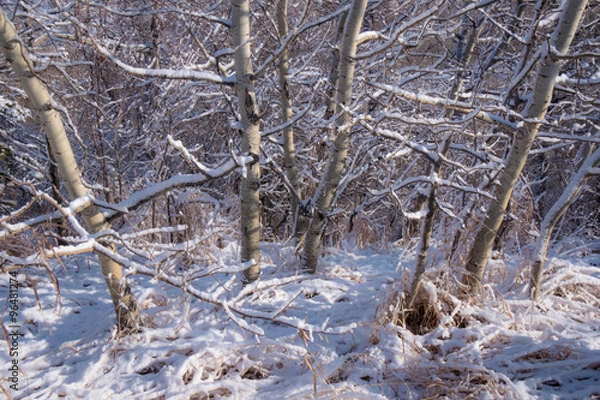 Obraz Snow on Aspen Trees
