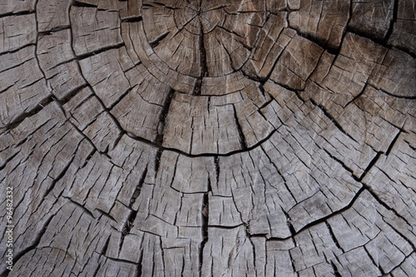 Obraz Old log tree ring texture