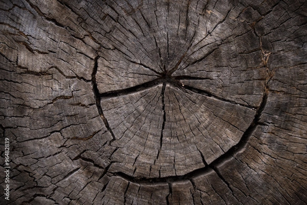 Obraz Old wood tree ring texture