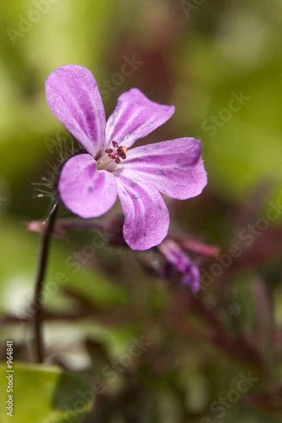 Fototapeta fleur sauvage à carantec
