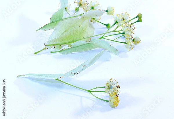 Fototapeta Fleur de Tilleul