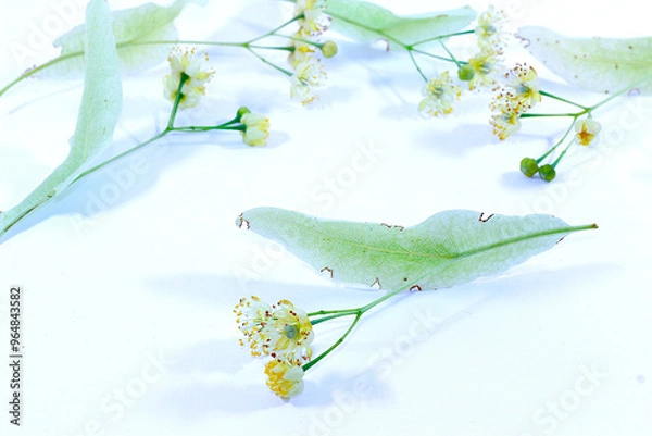 Fototapeta Fleur de Tilleul