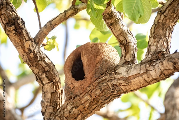Fototapeta Bird's nest João de Barro made with earth and leaves drying on the trunk of the tree
