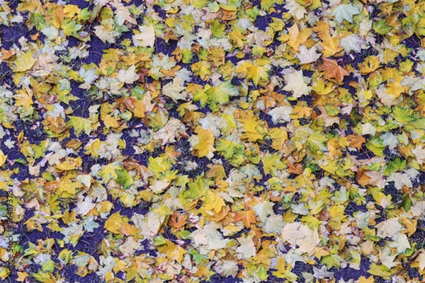 Obraz texture autumn colored leaves 1/texture autumn colored leaves