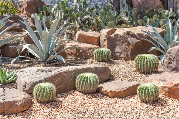 Fototapeta Cactus in botanical garden, model of desert garden.