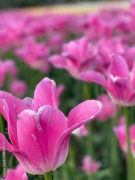 Obraz pink tulip flower