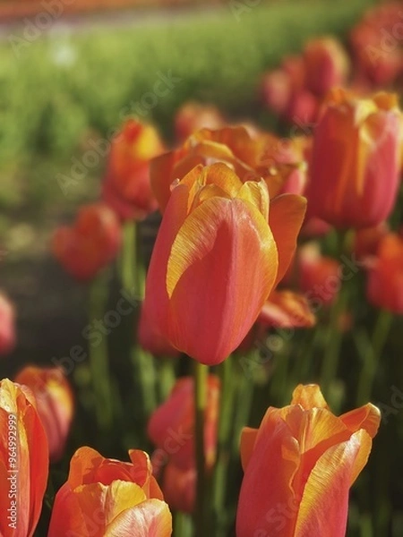 Obraz tulips