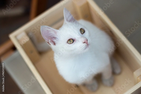 Obraz White Cat In Wooden Crate