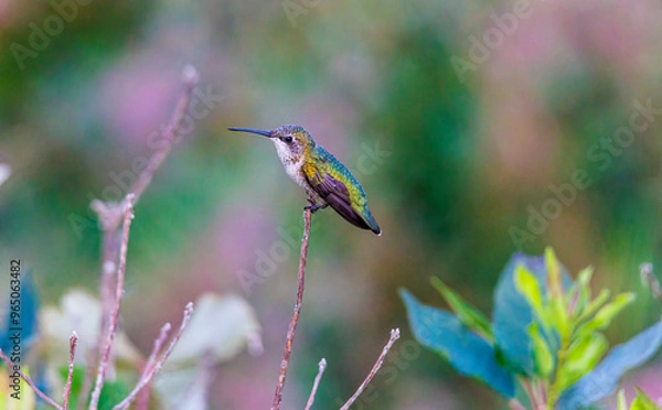 Fototapeta Ruby-throated Hummingbird