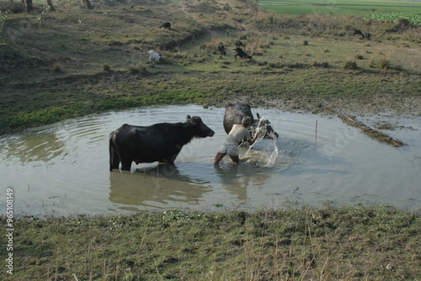 Obraz buffalo in water