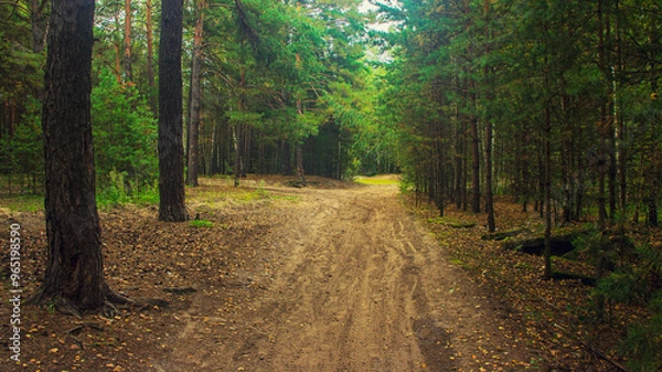 Fototapeta The road through the coniferous forest. Roads in the Siberian forest