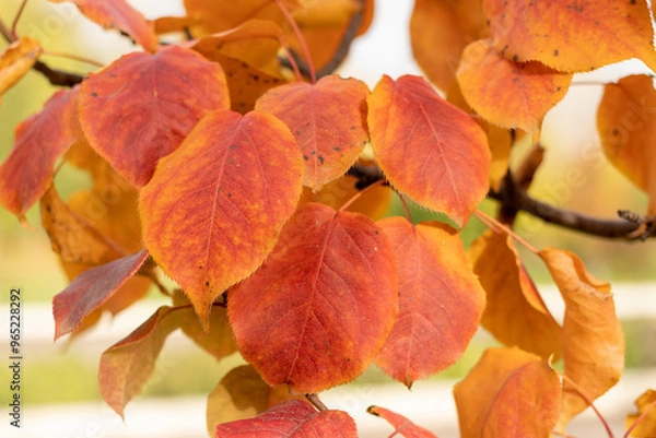 Obraz Yellow crimson leaves of ranetka on a branch in autumn, close-up