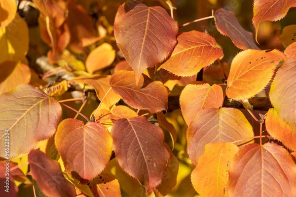 Obraz Dense orange-crimson leaves on a branch on a sunny autumn day