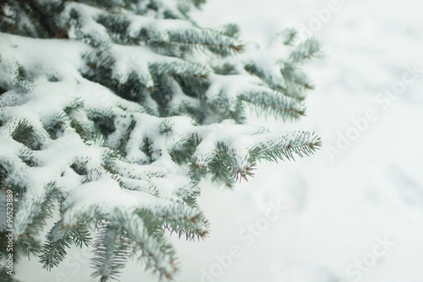 Fototapeta tree, snow