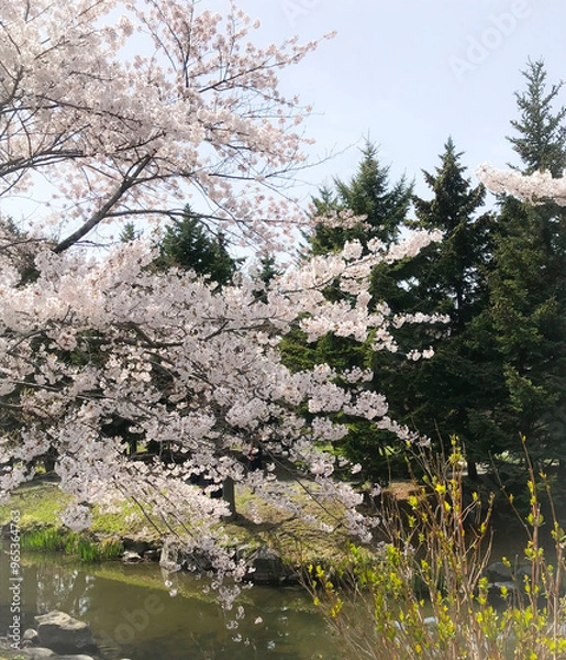 Fototapeta 札幌市中島公園の桜