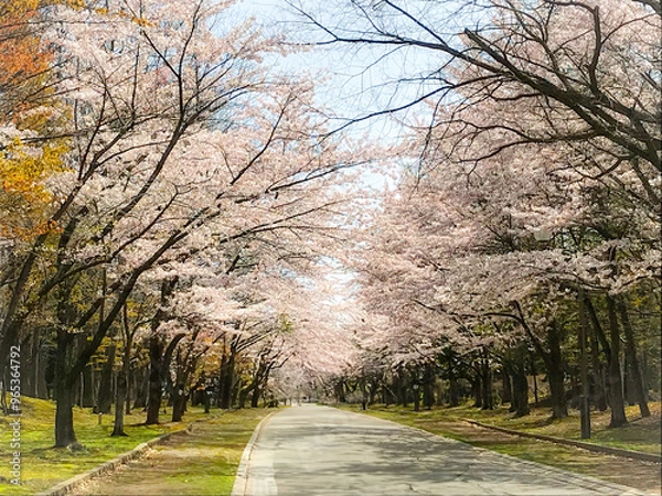 Fototapeta 中島公園の桜