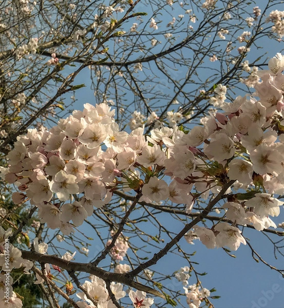 Fototapeta 北海道春の桜