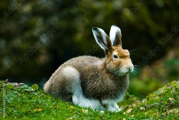 Obraz mountain hare (lat. Lepus timidus)