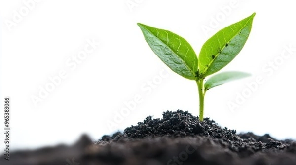 Fototapeta A Small Green Plant Sprouting From Dark Soil