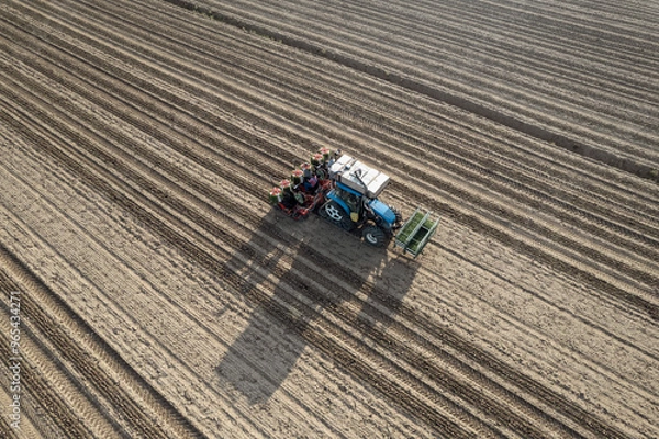 Fototapeta Aerial view of Automatic tomato crop planter machine working in a  harrowed field